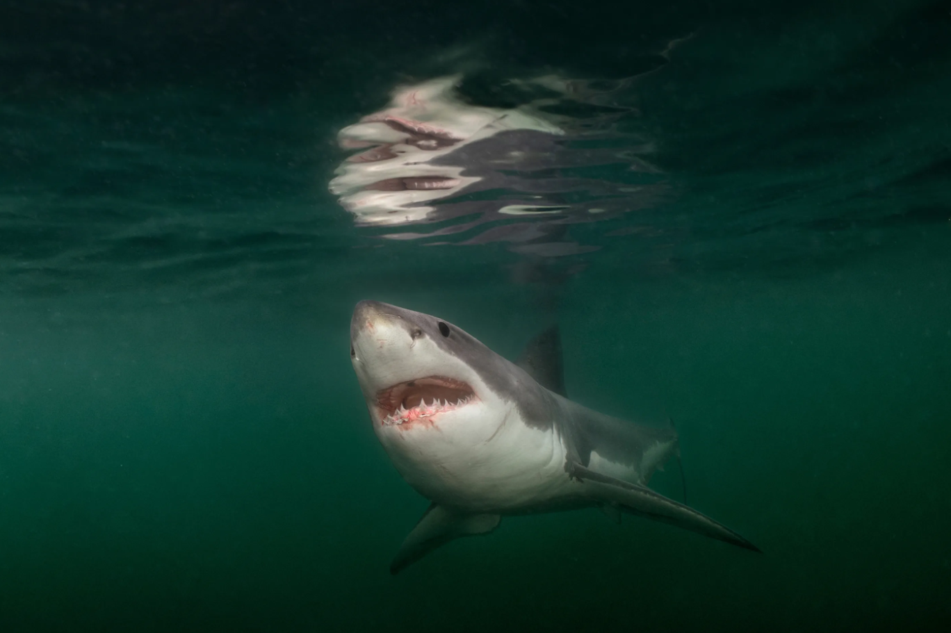 Великолепное зрелище Залив Мэн