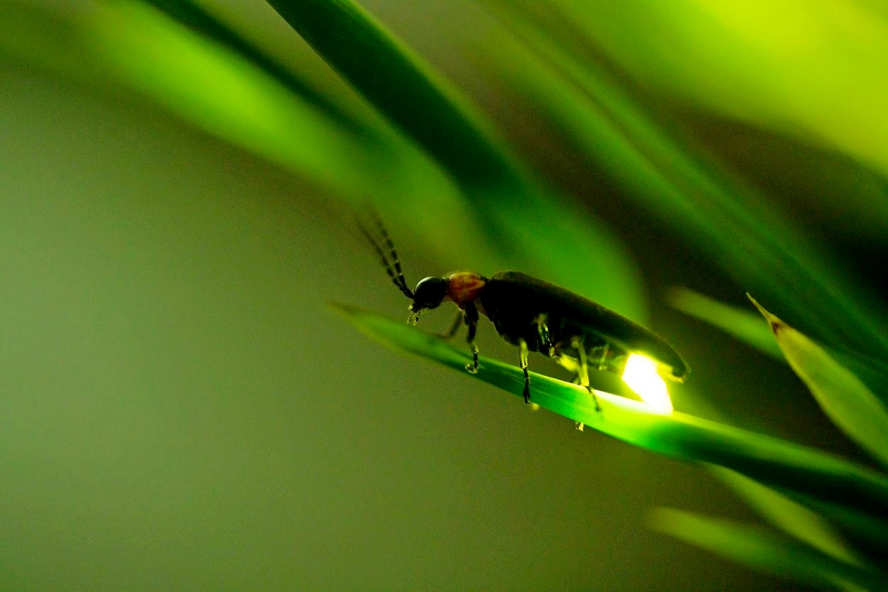 13-Обыкновенный светлячок.jpg