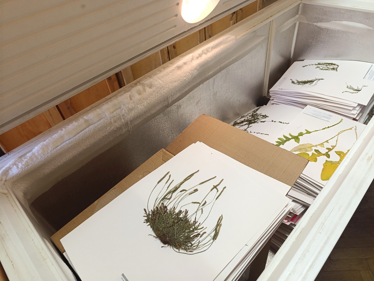 Морозильная камера гербария.jpg