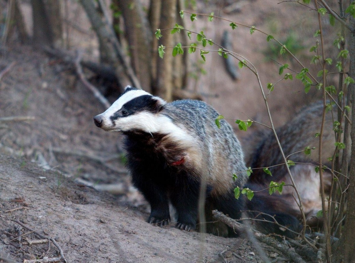 6-Барсук после зимовки.jpg