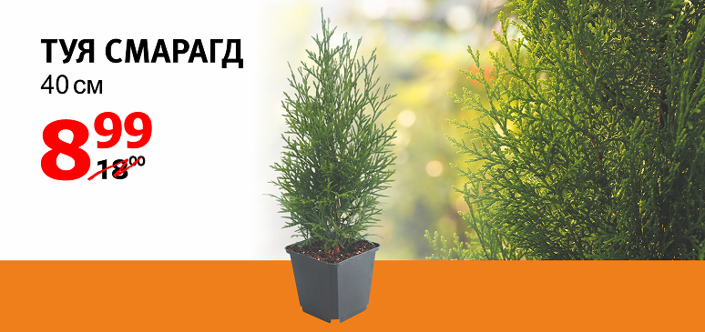 Новость Mile_6.jpg