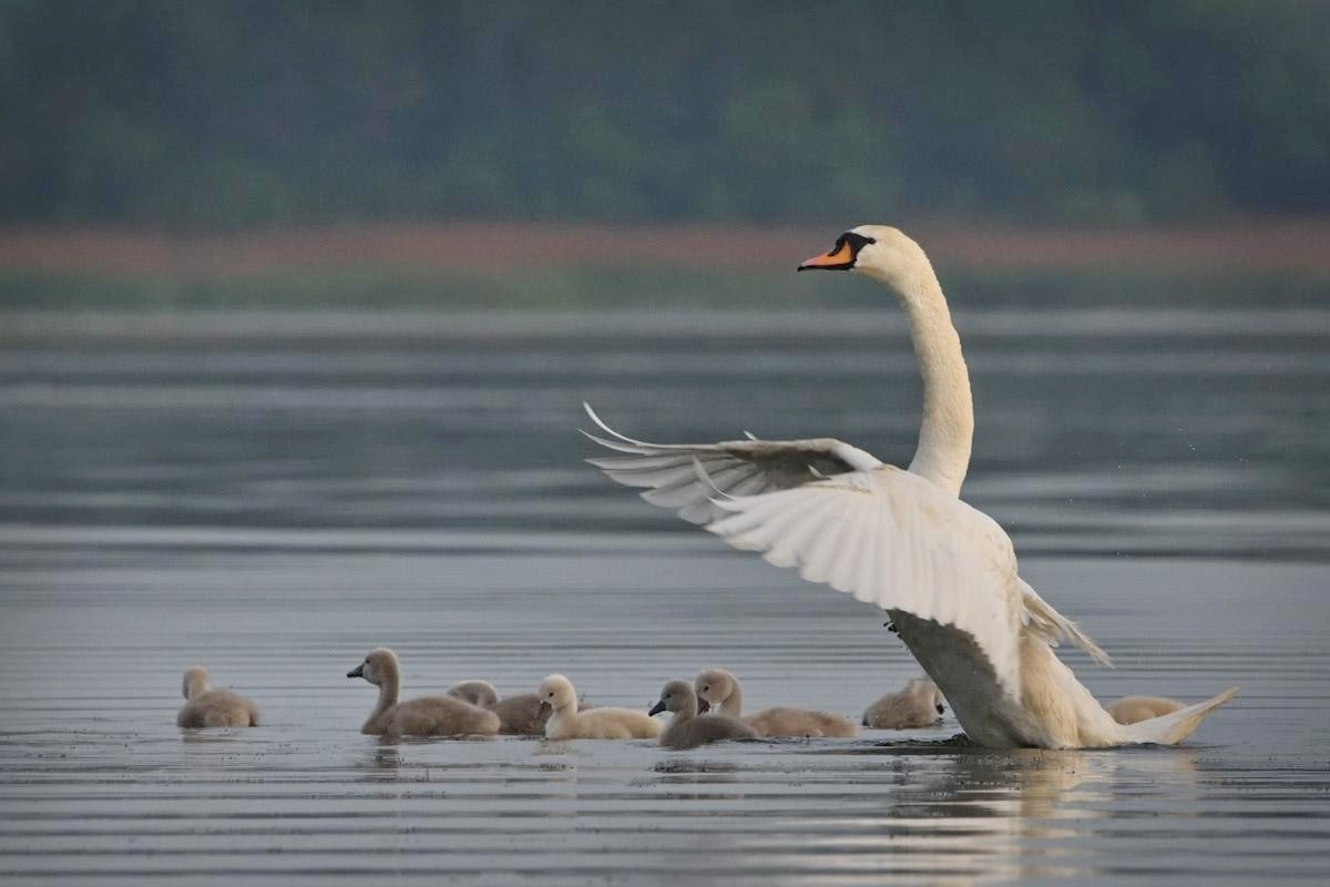15-Самка лебедя защищает своих птенцов.jpg