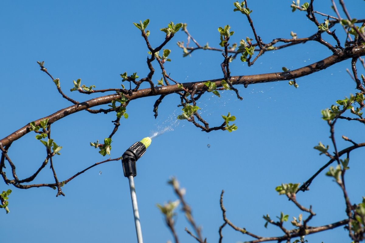 опрыскиваем ветку