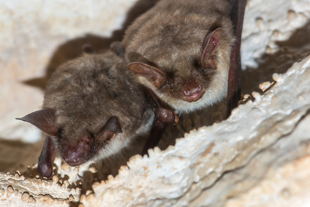 Ночница большая