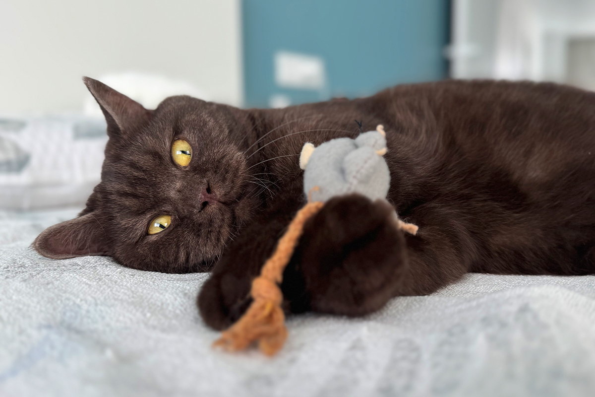 Кастрированный кот