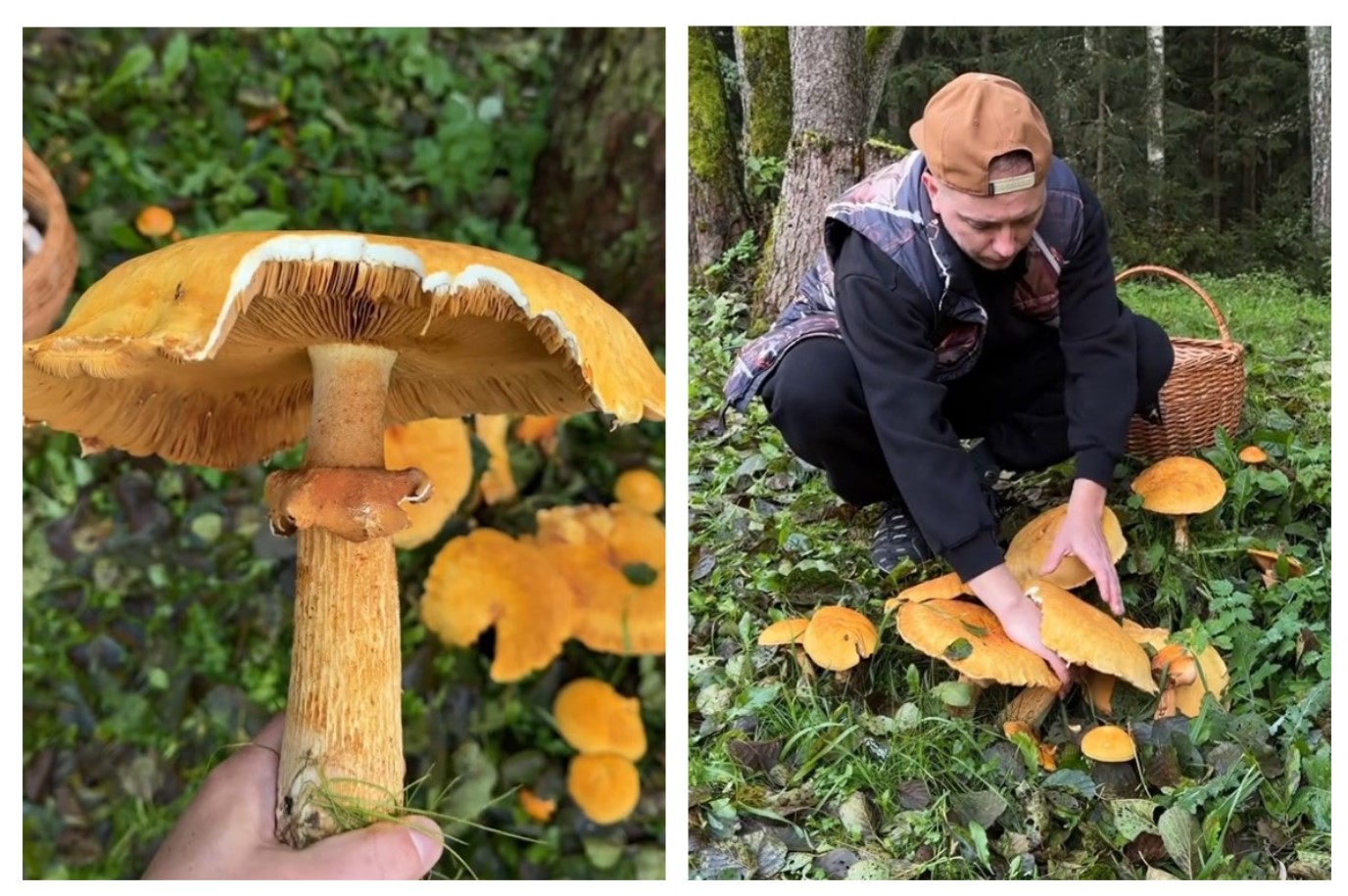 Профессиональный грибник 