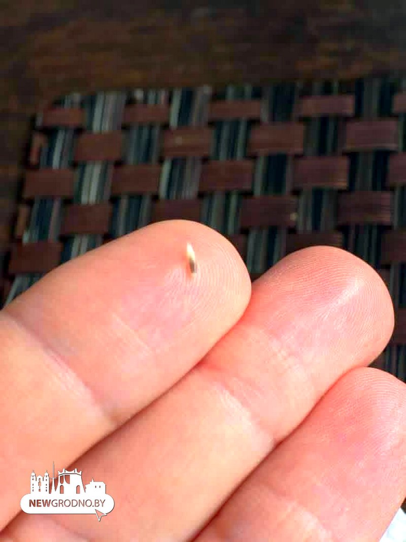 личинка из пива.jpg