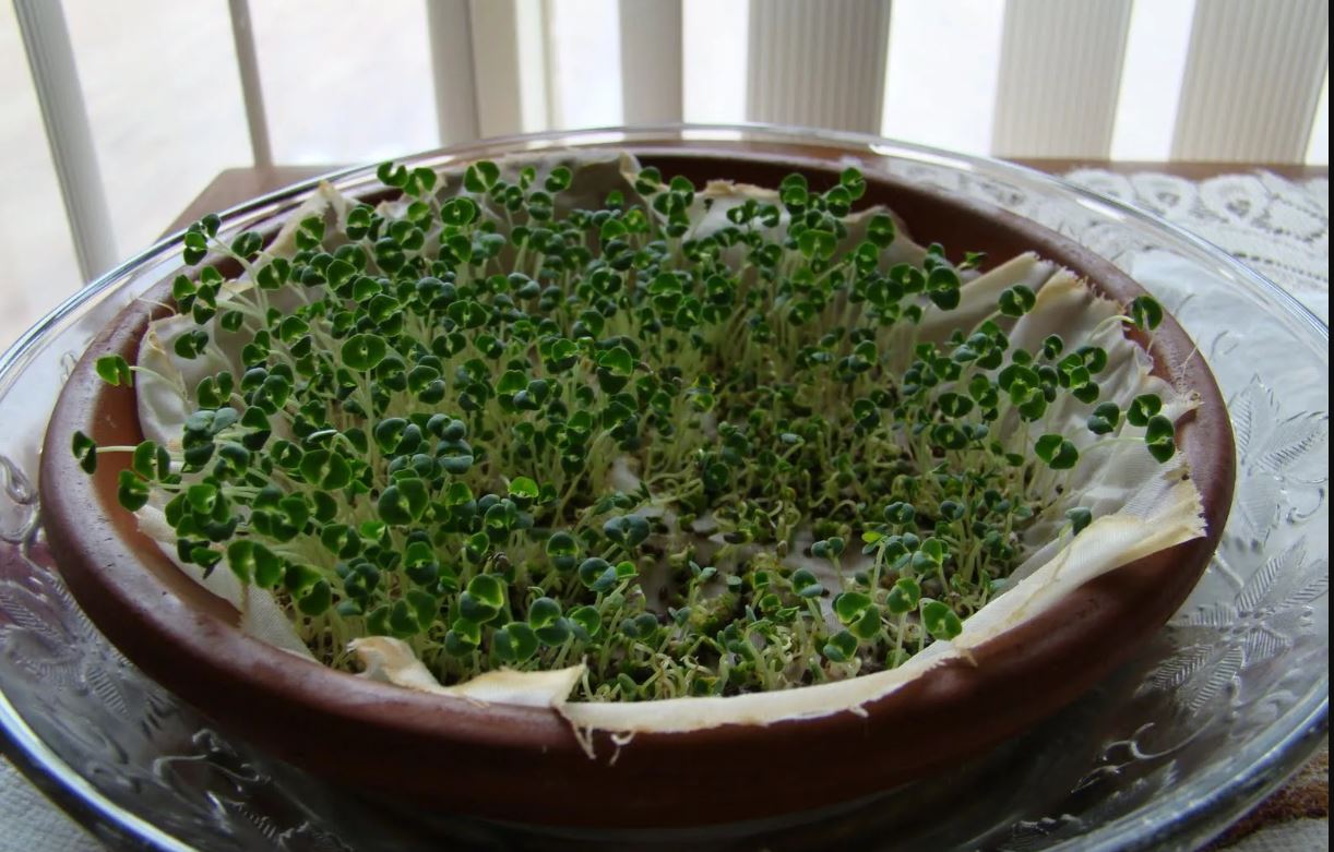 чиа на подоконнике