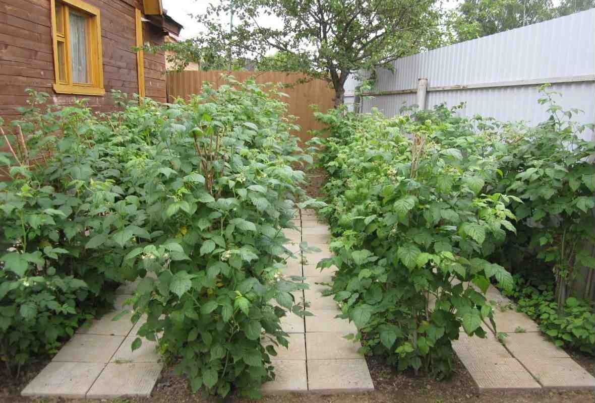 малина малина 1.jpg