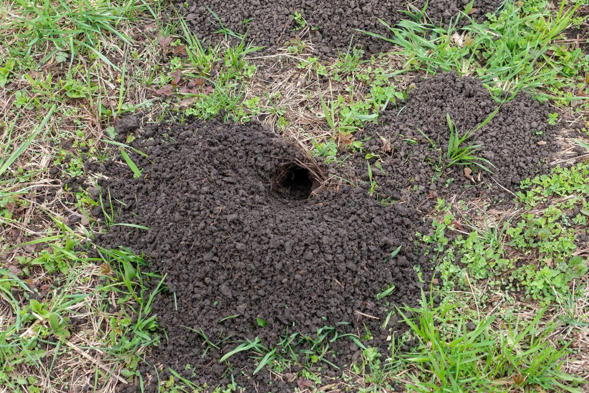 нора