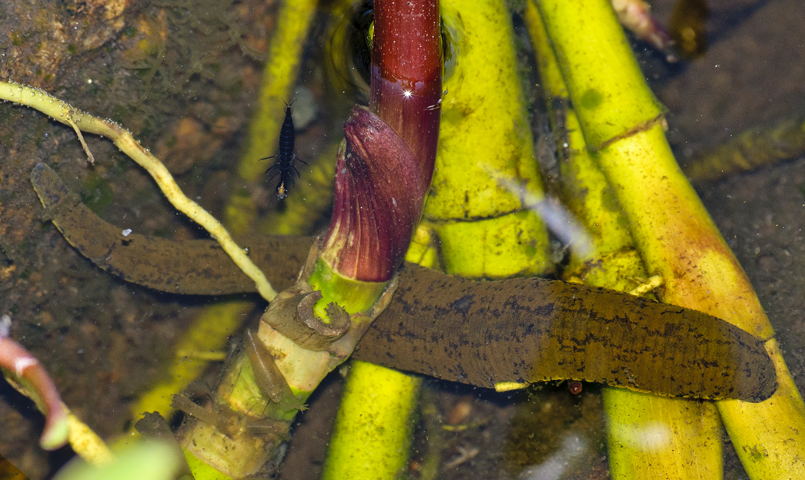 Пиявка ложноконская