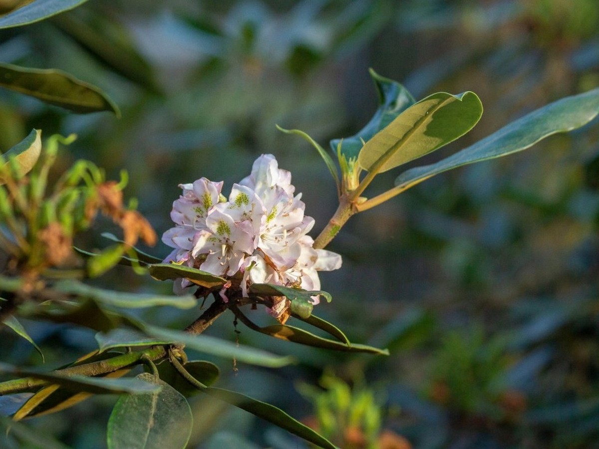 7-Цветок рододендрона.jpg