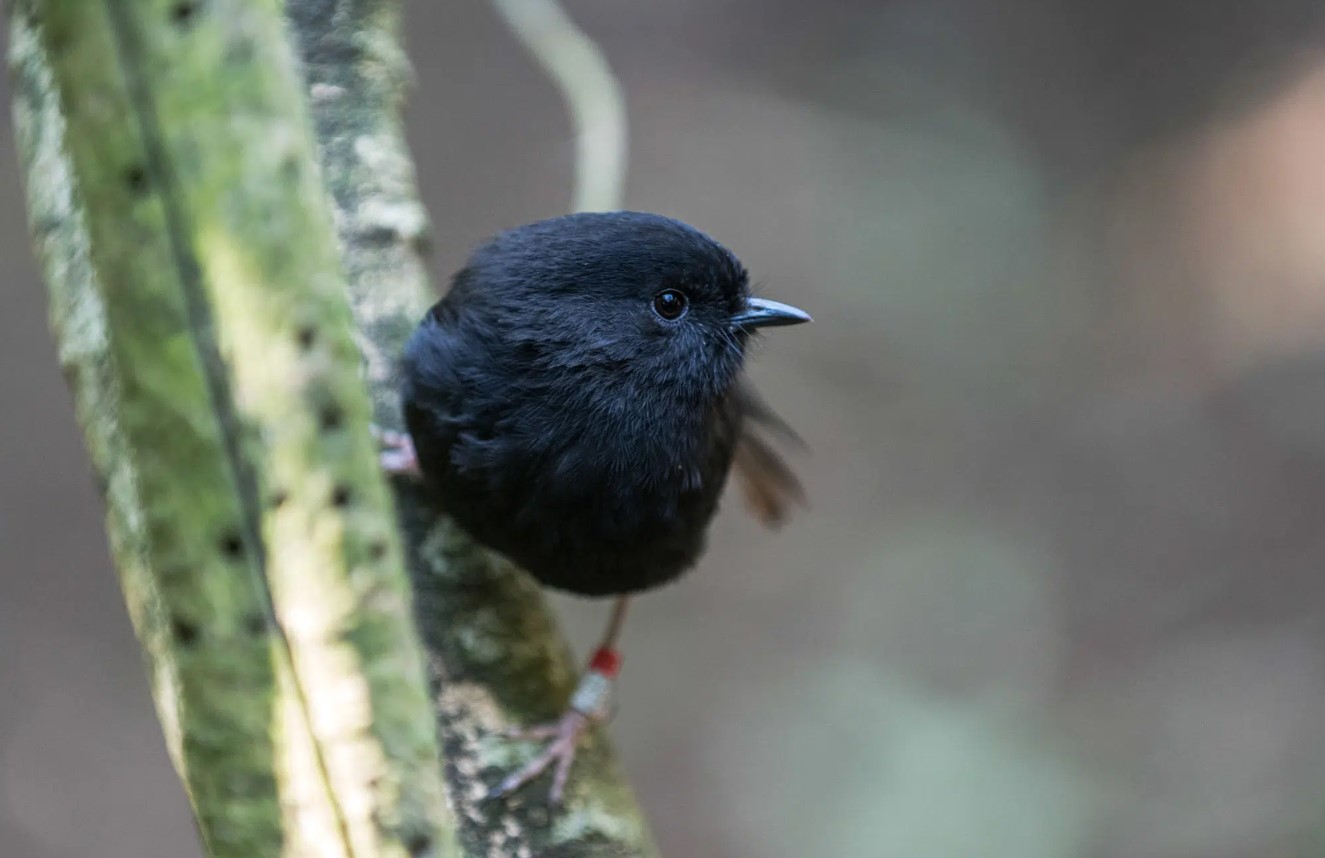 black robin
