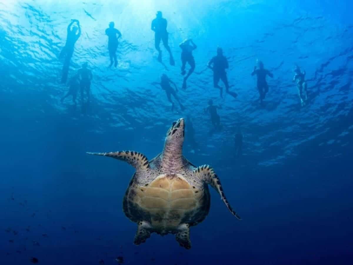 Победитель в номинации «Широкоугольная съемка компактной камерой»