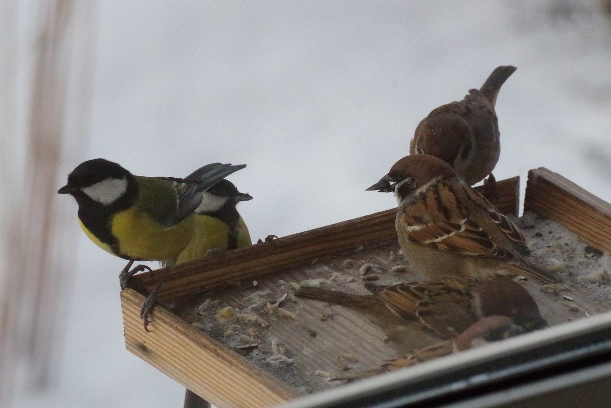 Птицы и кормушка