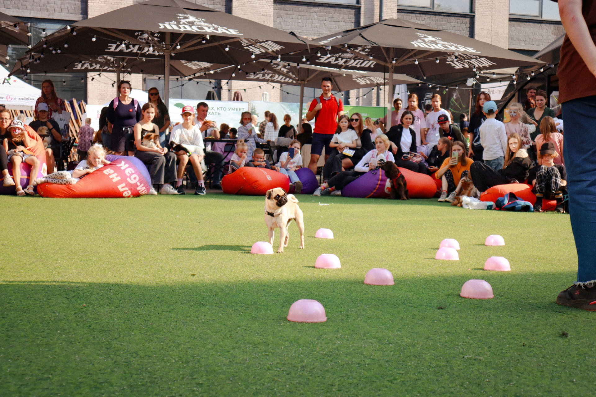 Зоофест 10.jpg