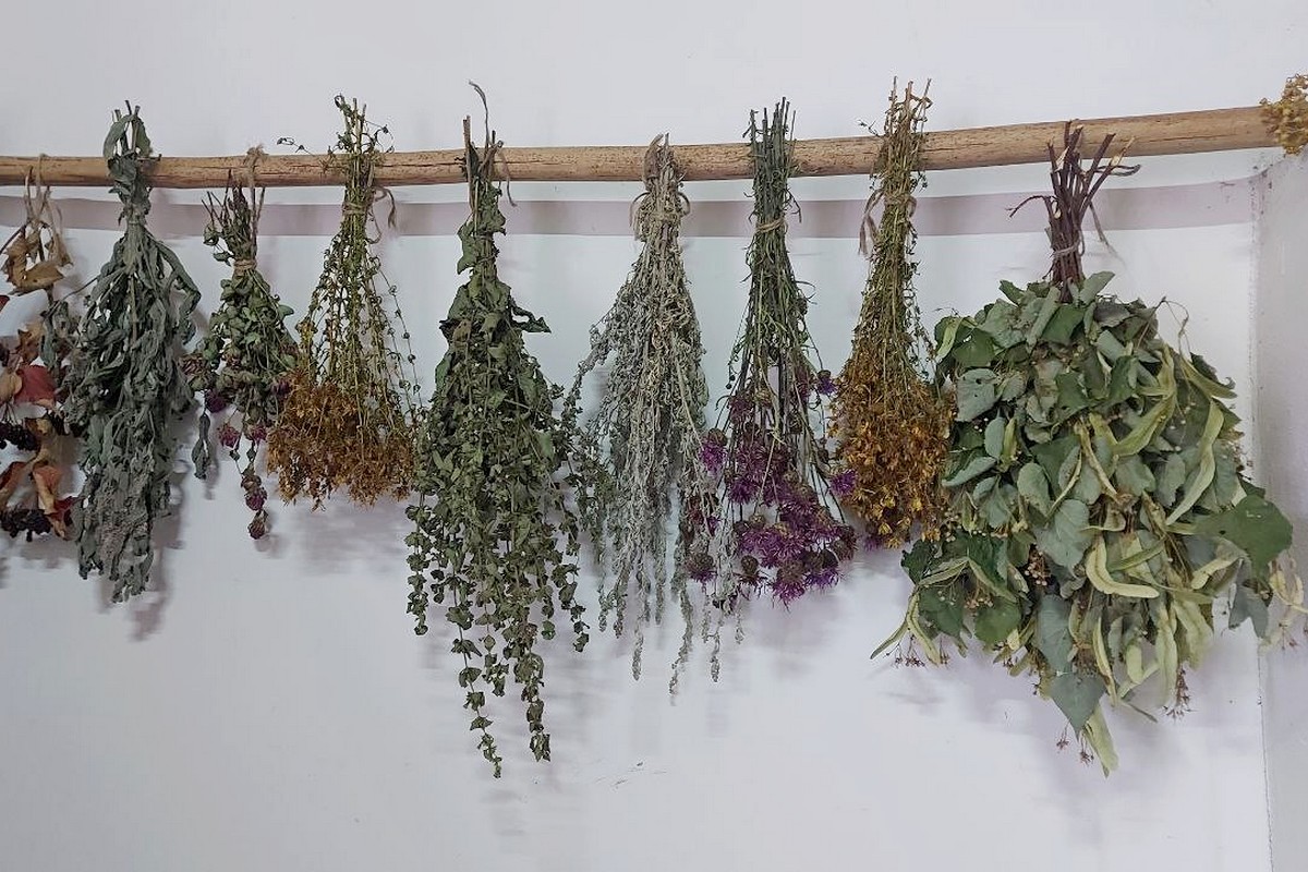 4-Лекарственные травы.jpg