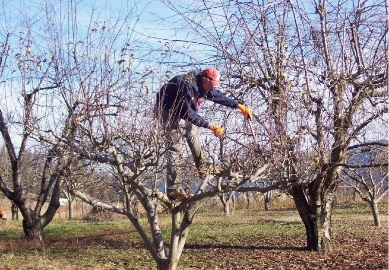 обрезка деревьев
