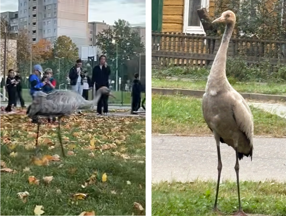 Журавль в Минске.png