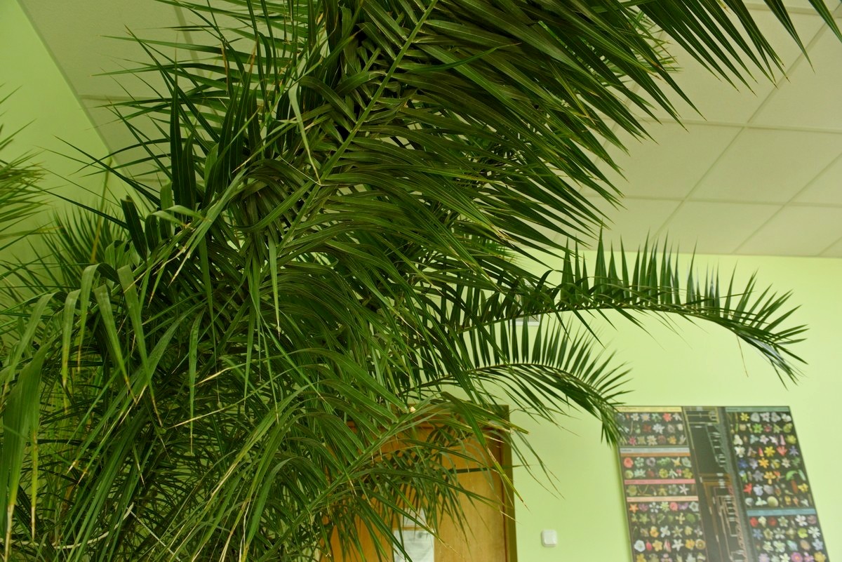 Гербарий Института экспериментальной ботаники 1.jpg