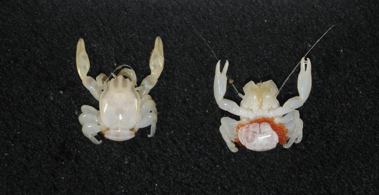 краб фарфоровый