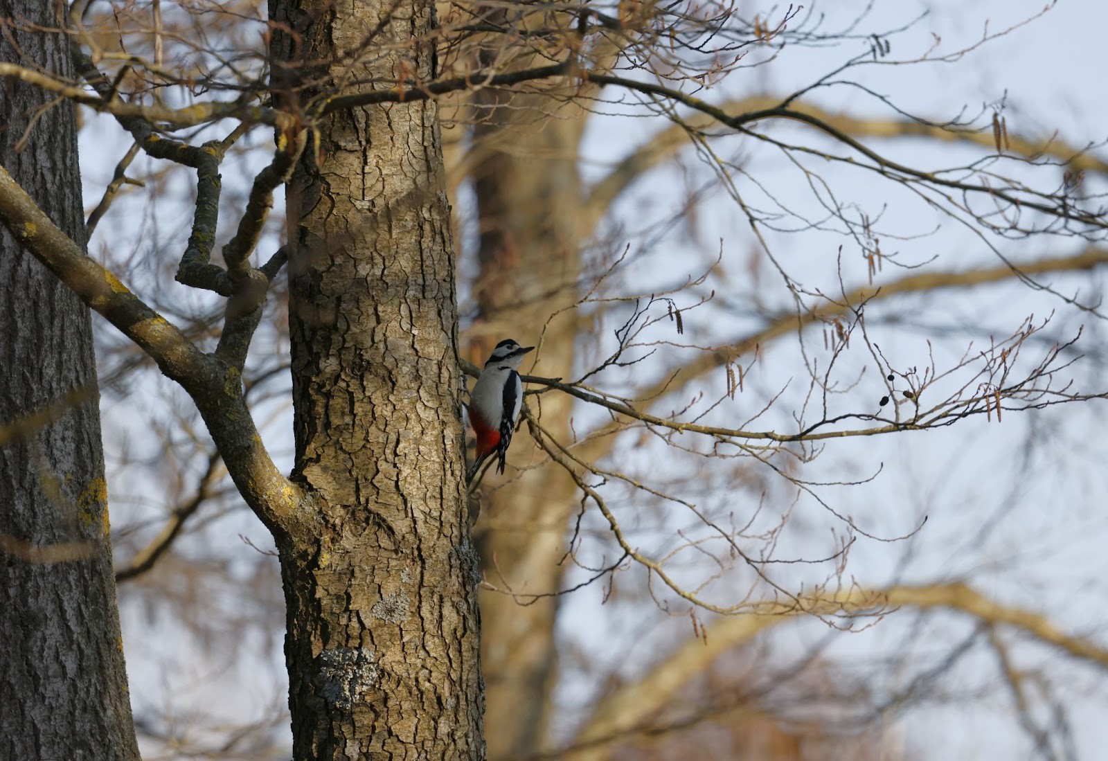 17-Большой пёстрый дятел.jpg