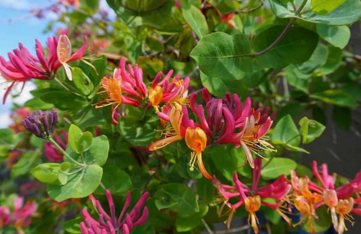 лианы на даче лианы на даче 5.jpg