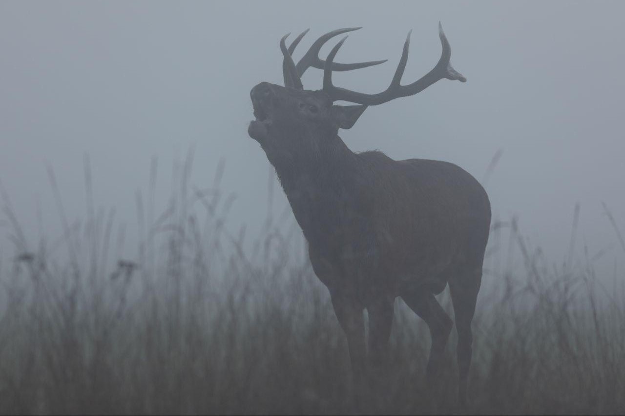 24-Самец оленя.jpg