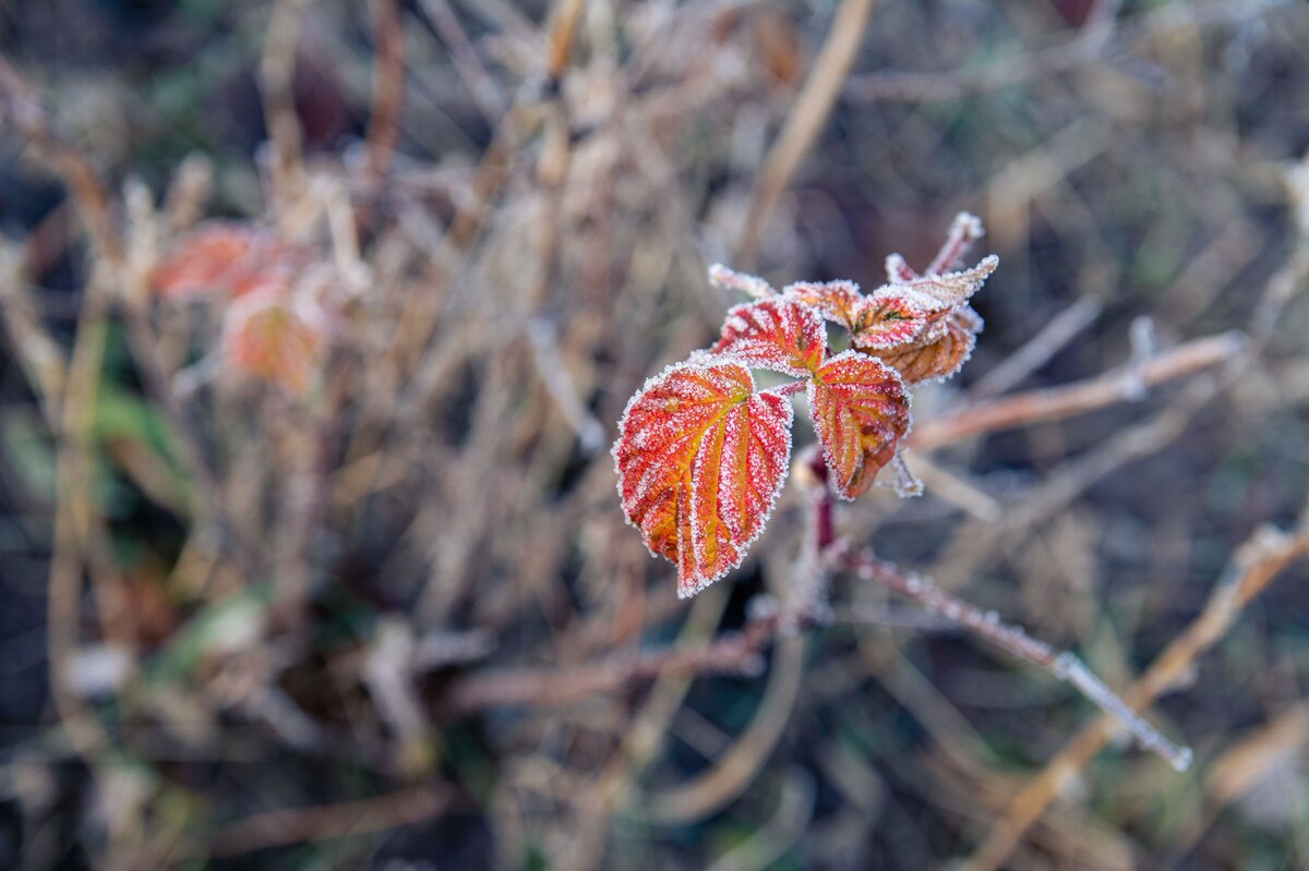 photo_2025-11-21_12-45-29 (3).jpg