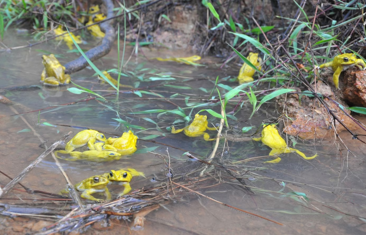 желтые жабы