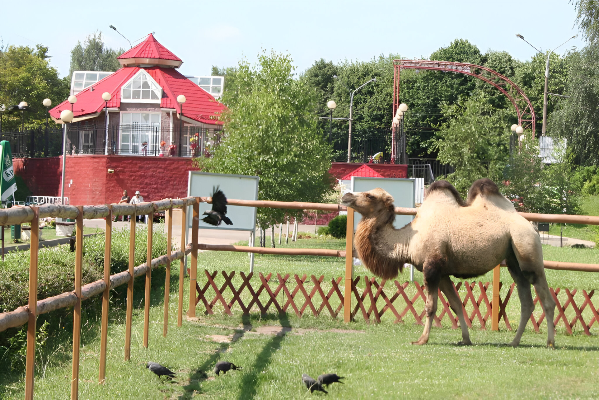 Верблюд в зоопарке