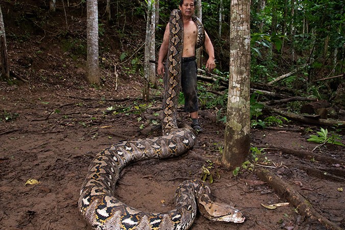самая длинная змея