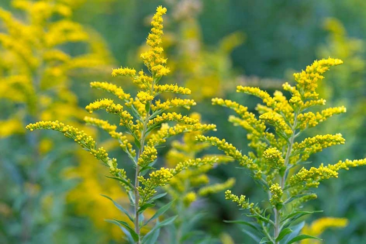 15-Золотарник канадский одно из наиболее агрессивных инвазивных растений Беларуси.jpg