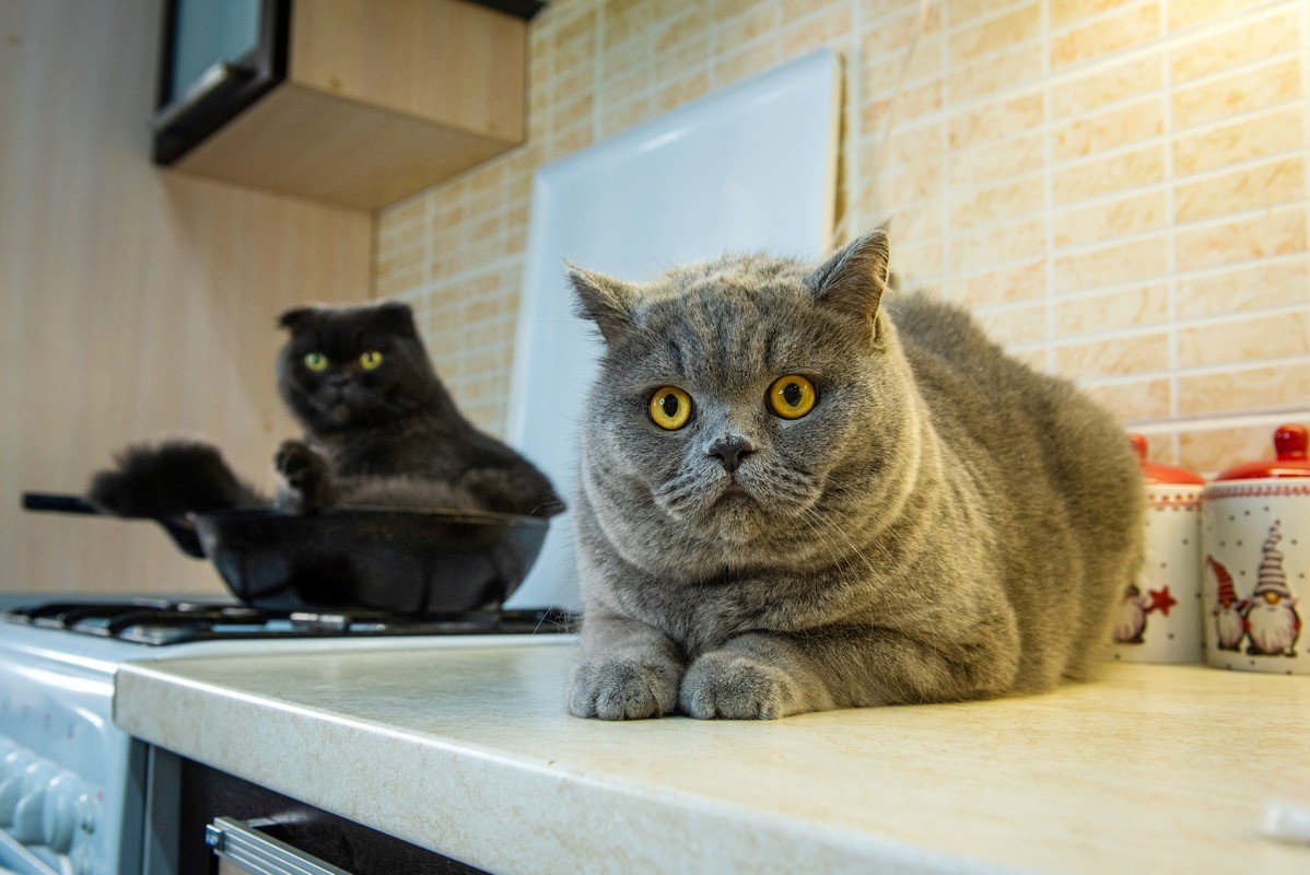 коты на кухне