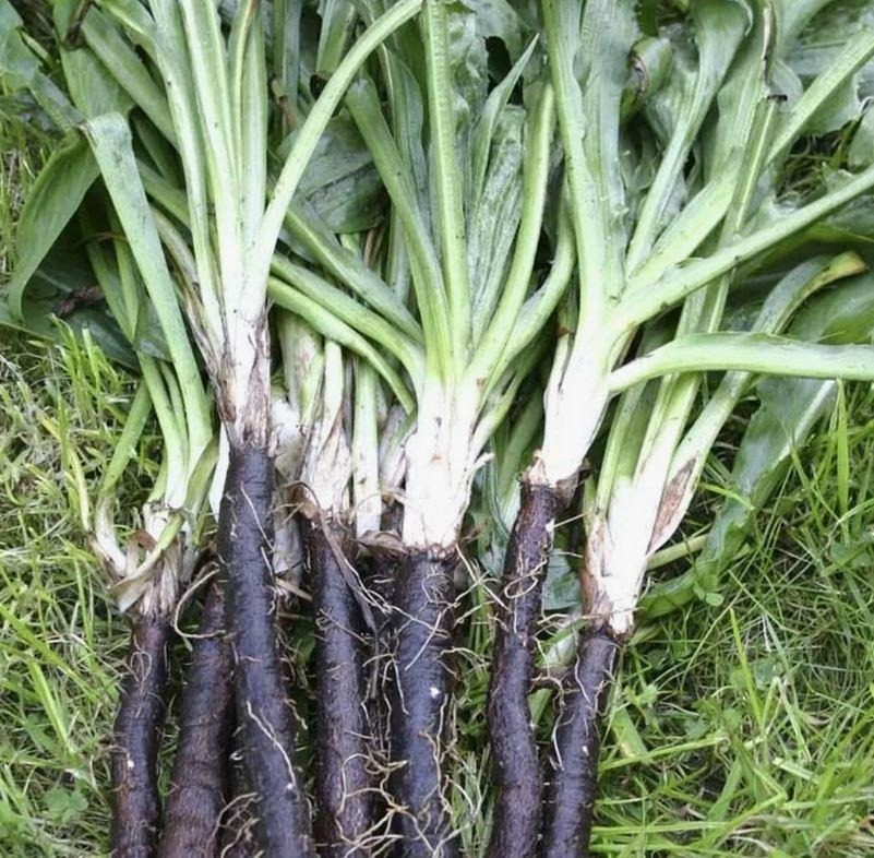 скорционер 