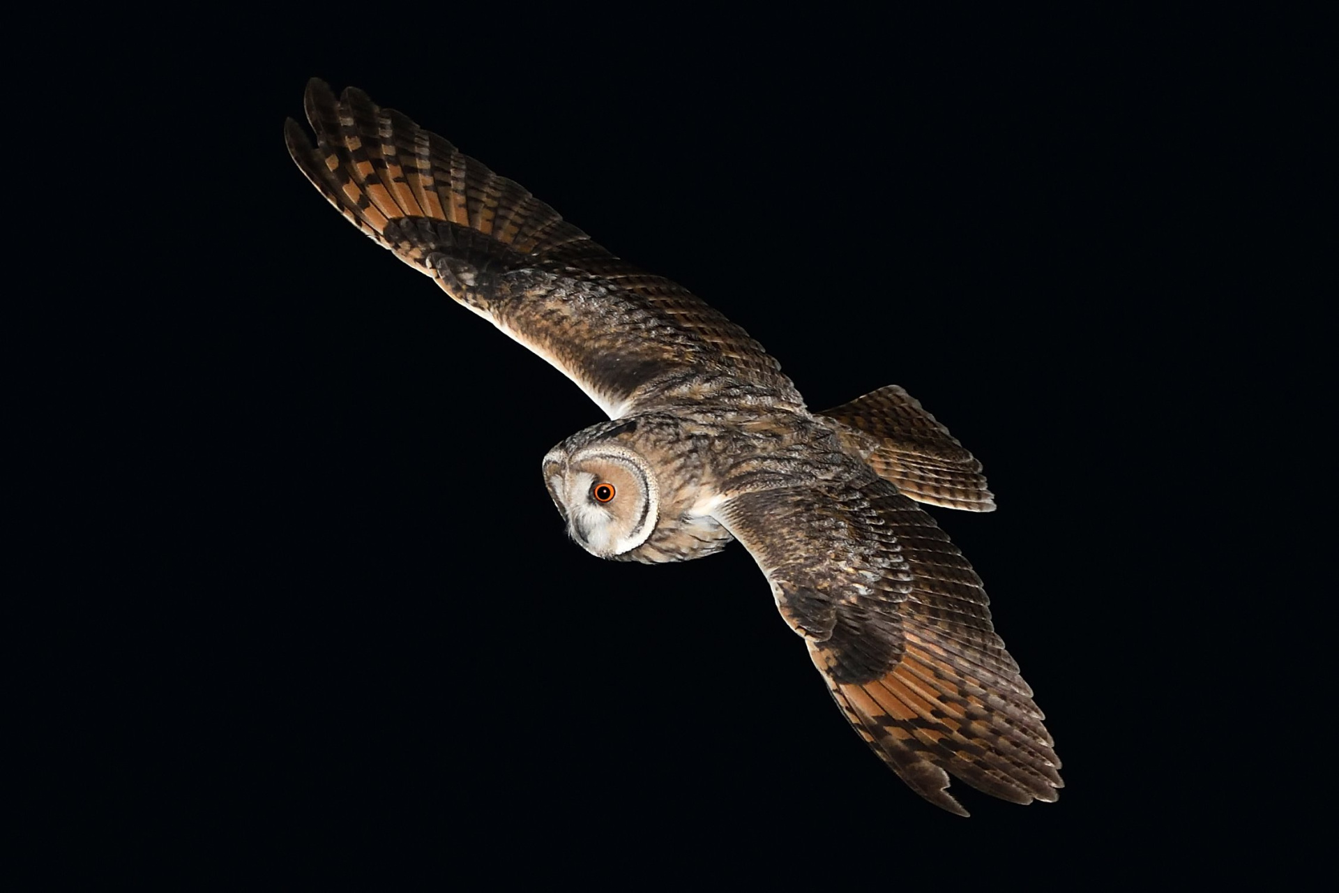 Ушастая сова 