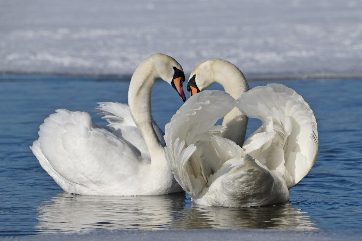 14-Пара лебедей на озере Нарочь.jpg