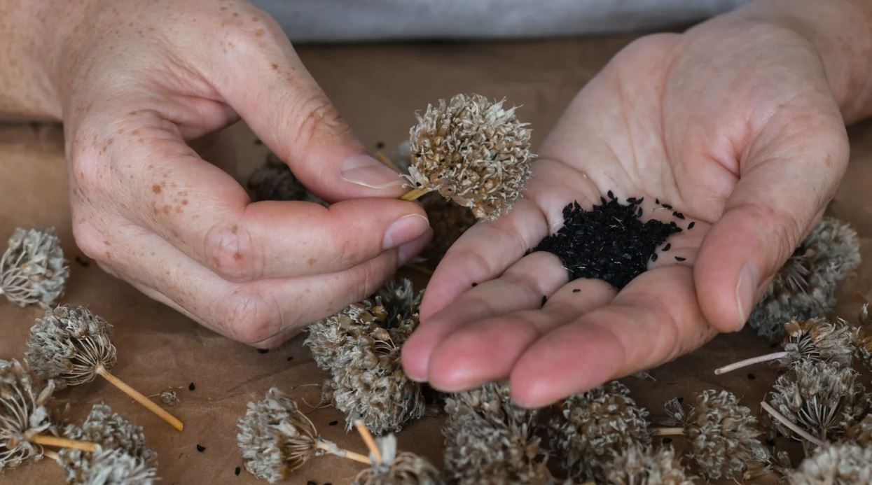 Семена на даче