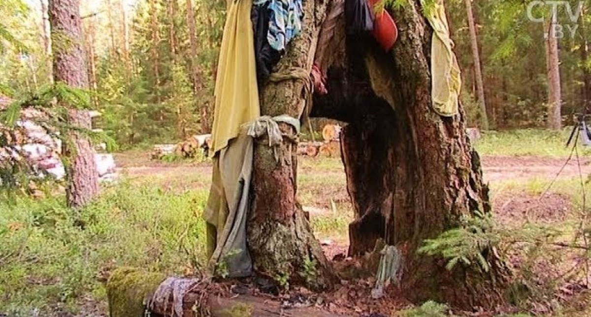 Лечебная сосна в Крупском районе.jpg