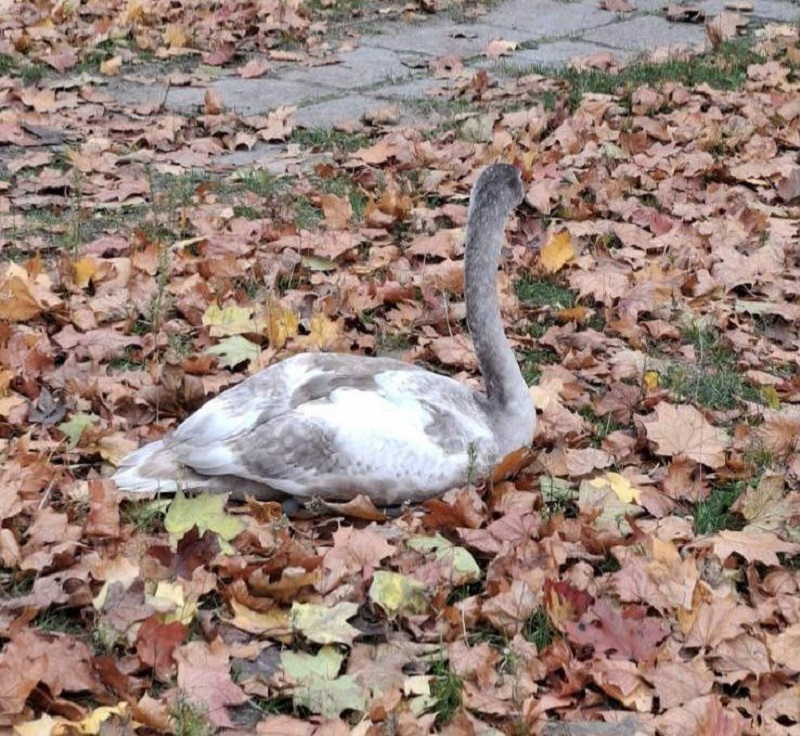 лебедь.jpg