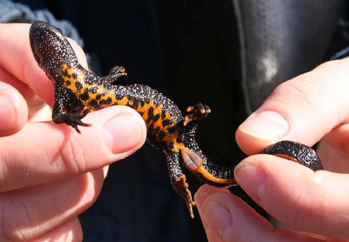 10-Гребенчатый тритон.jpg