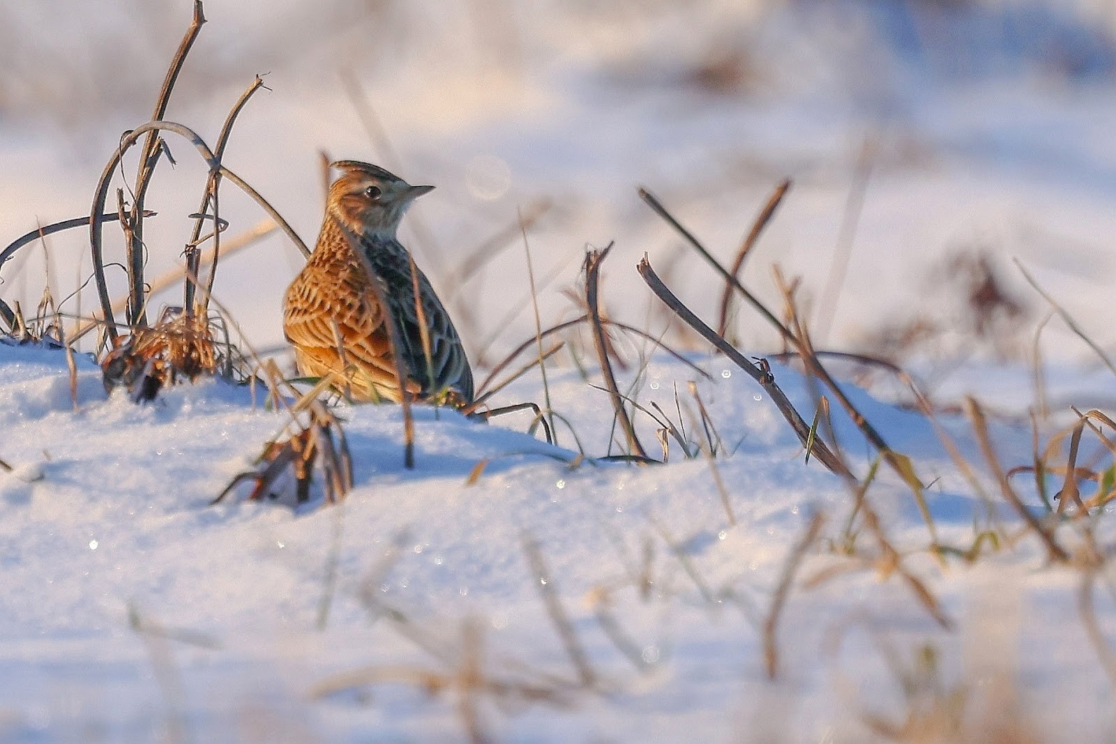 Возвращение птиц весной 6.jpg