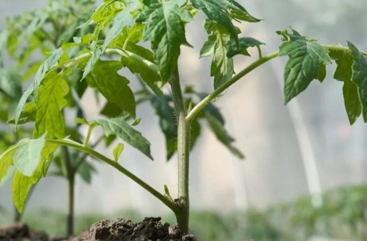 рассада рассада