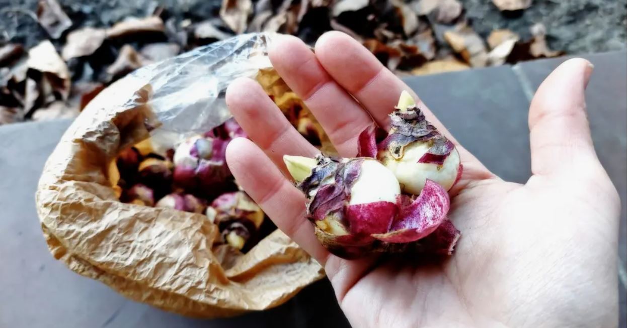 луковицы цветов