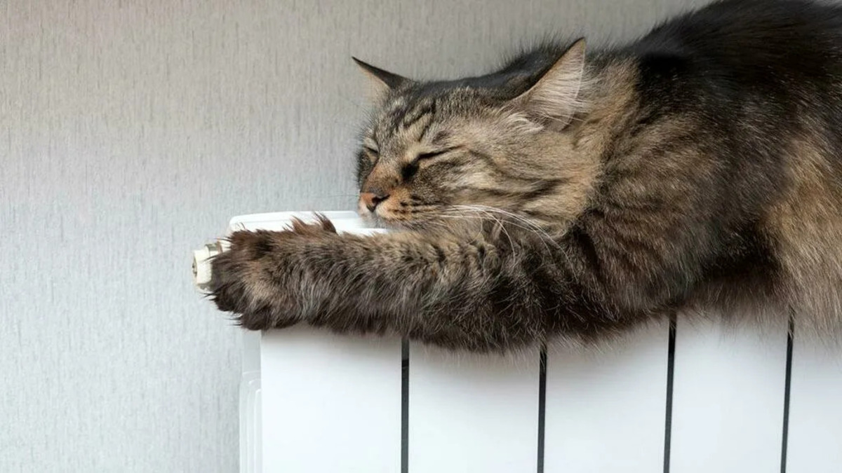 кот на батарее