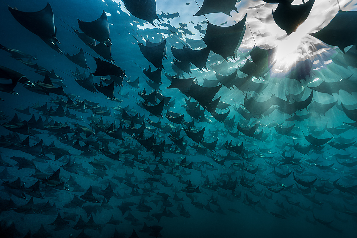 Underwater-Seascapes-2nd-Place-Bingqian-Gao