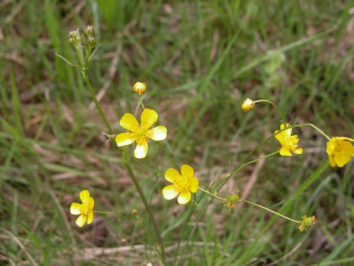 9-Лютик едкий или куриная слепота.jpg