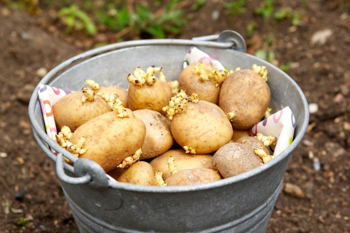 Картофель
