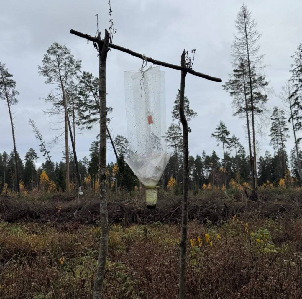 ловушка ловушка.jpg