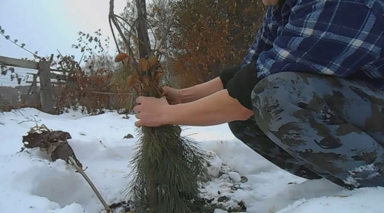 защита дерева на даче защита дерева на даче.jpg